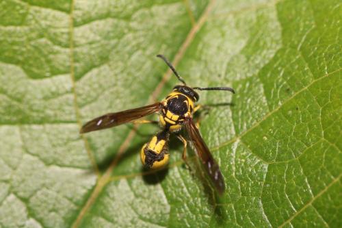 Réf. 349 116 : Eumenes coronatus